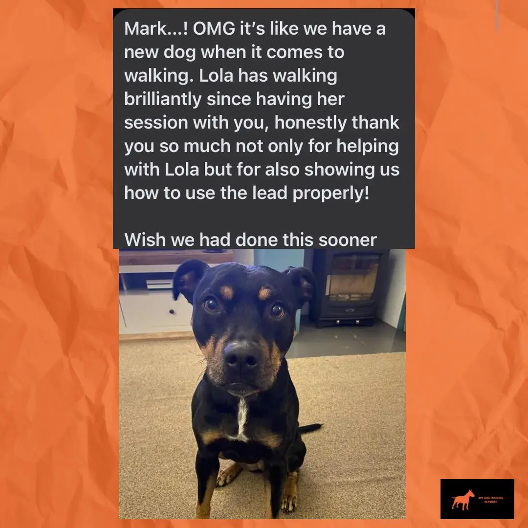 Lola - Walking and Lead Training Success