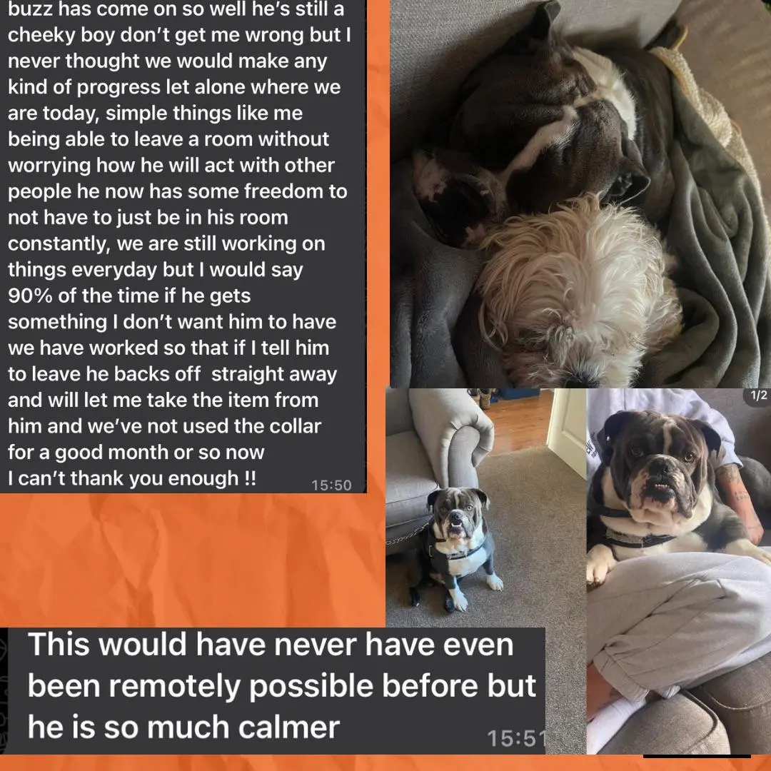 Buzz - Remarkable Progress in Behavior and Control