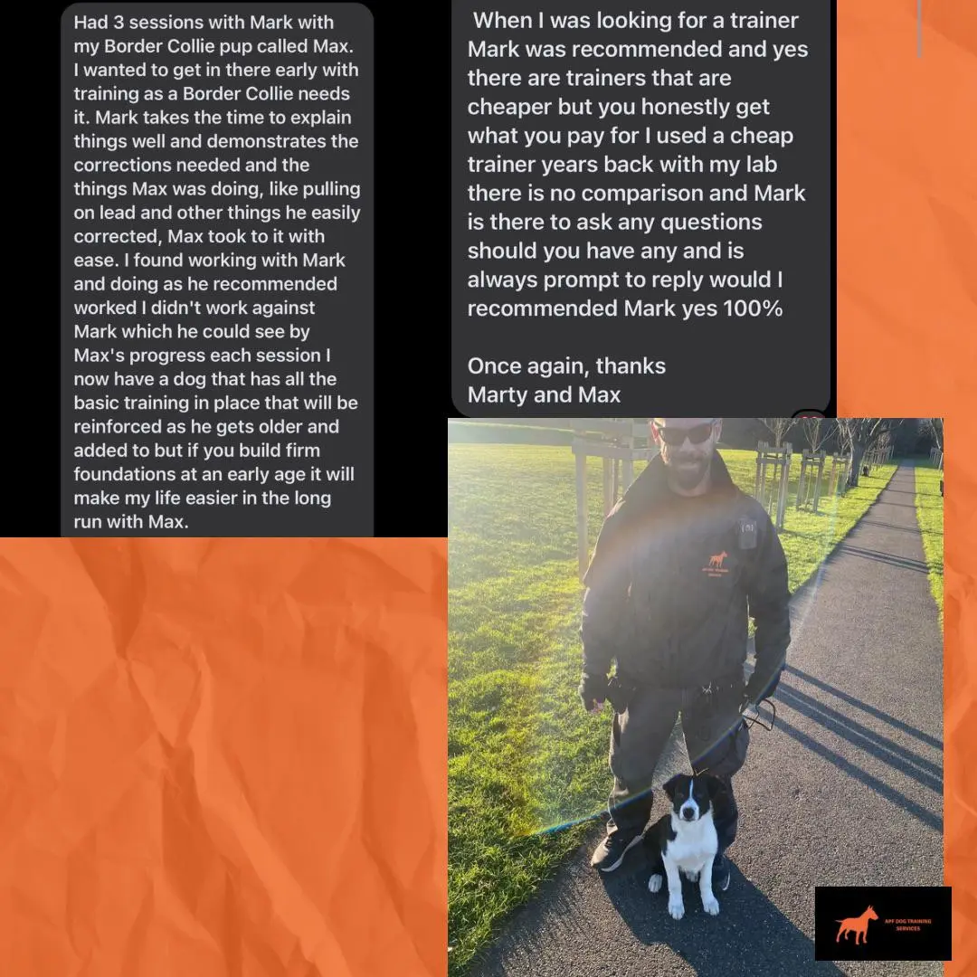 Max - Firm Foundations for a Border Collie Pup