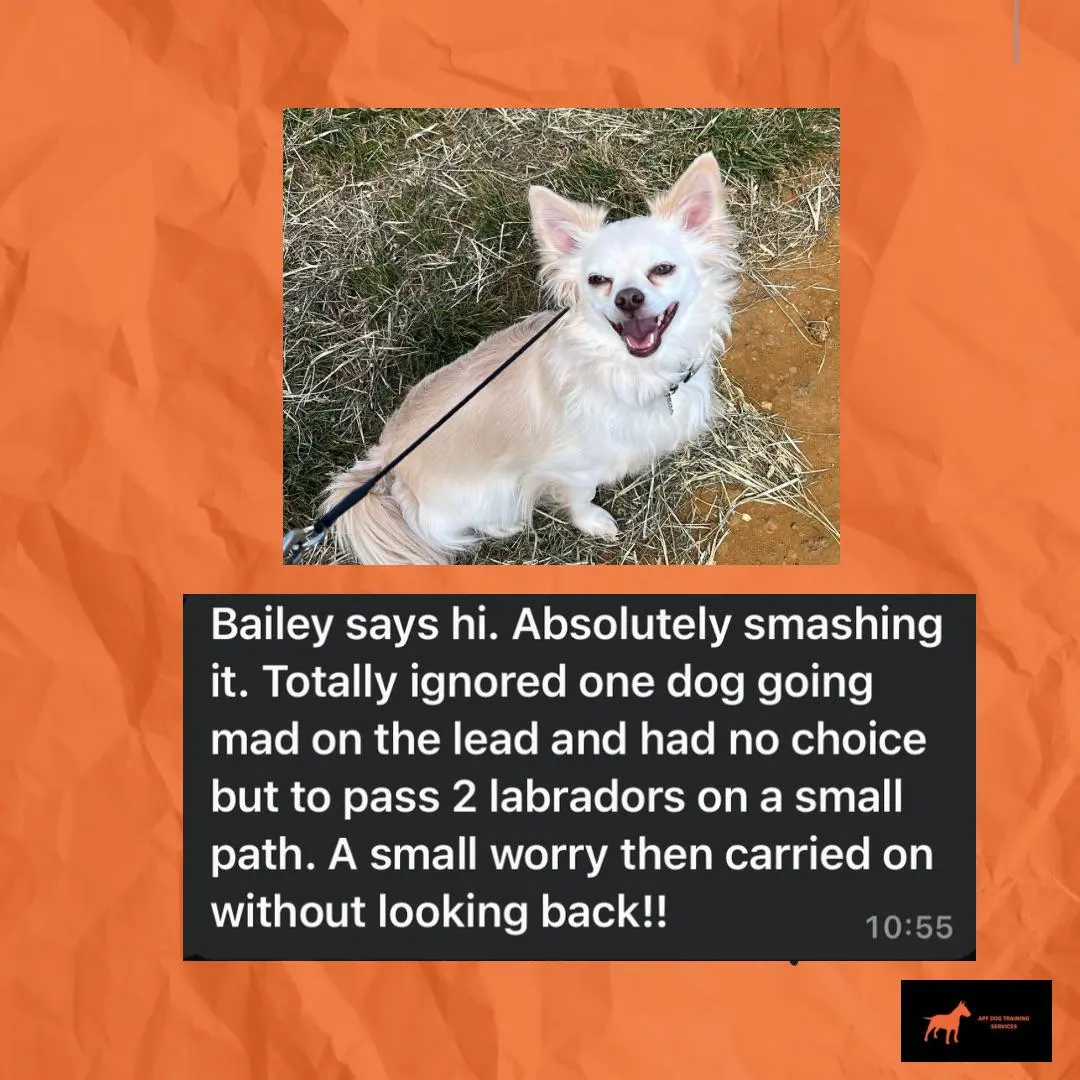 Bailey - Smashing it by Ignoring Reactive Dogs on Lead