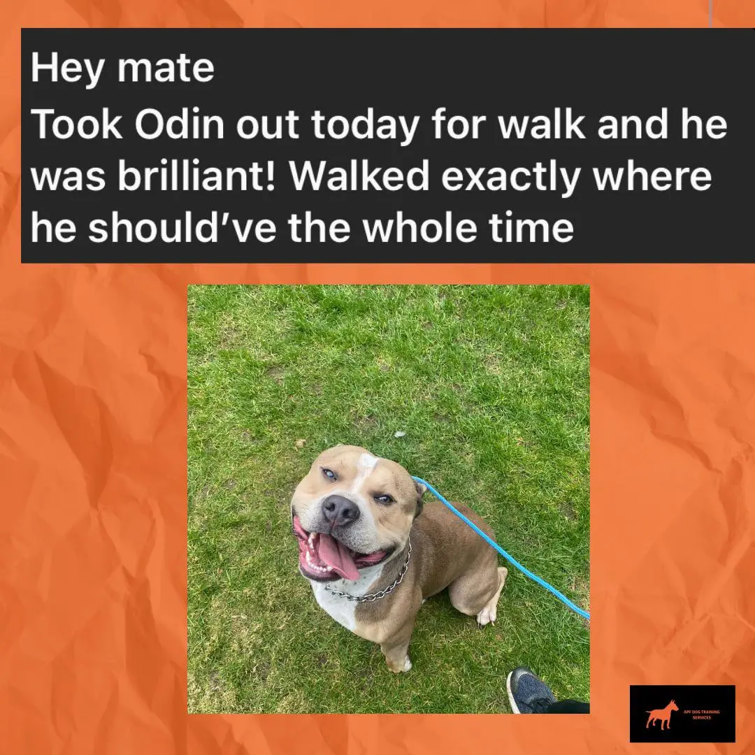 Odin - Brilliant Walking Progress