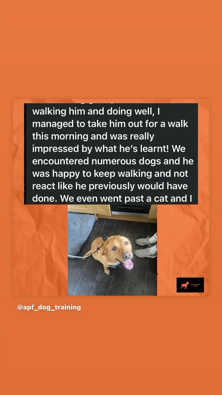 Dog Training - Ignoring Distractions like Cats and Dogs