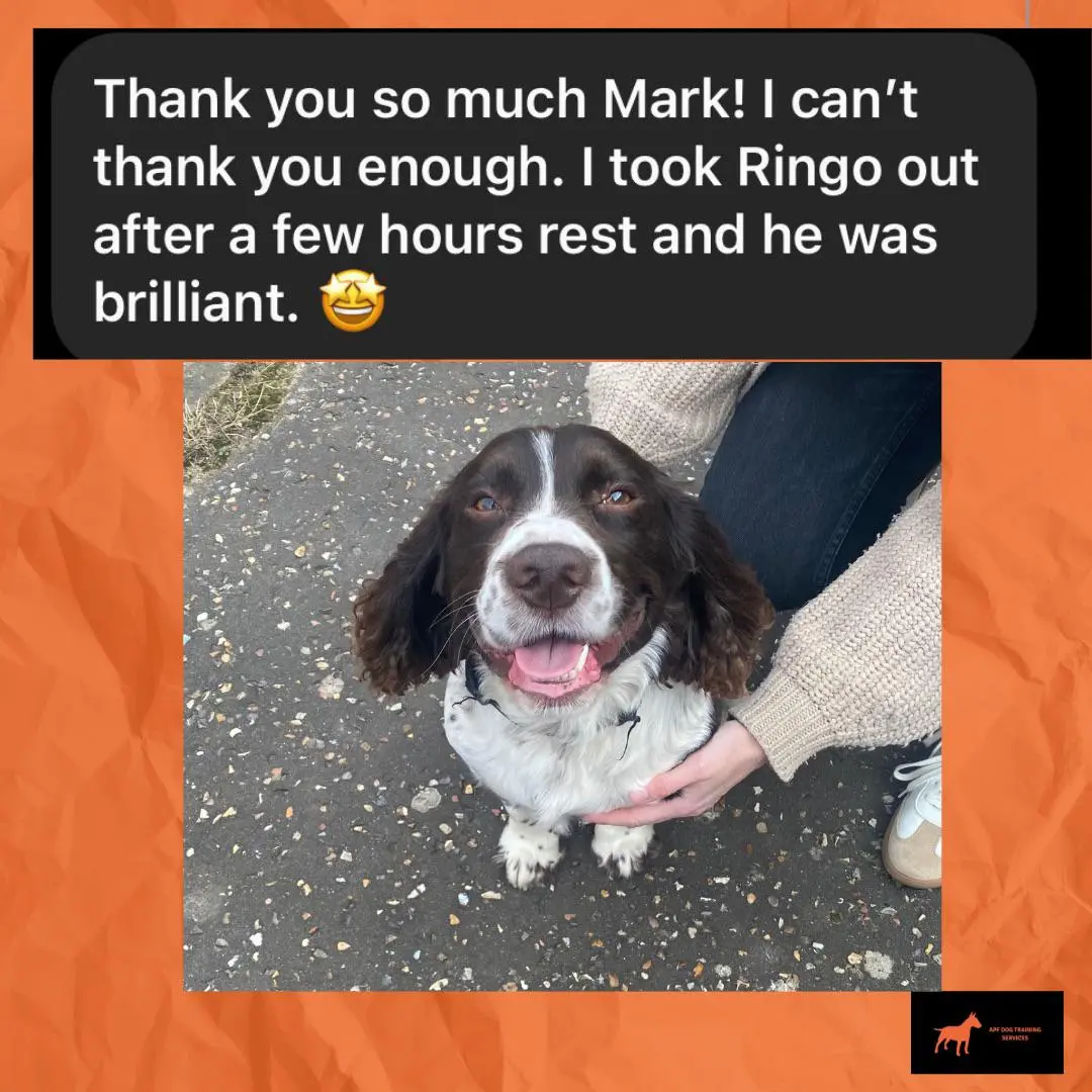 Ringo - Brilliant Transformation after Training