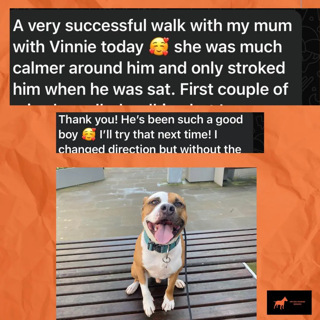 Vinnie - Calm and Controlled Walking