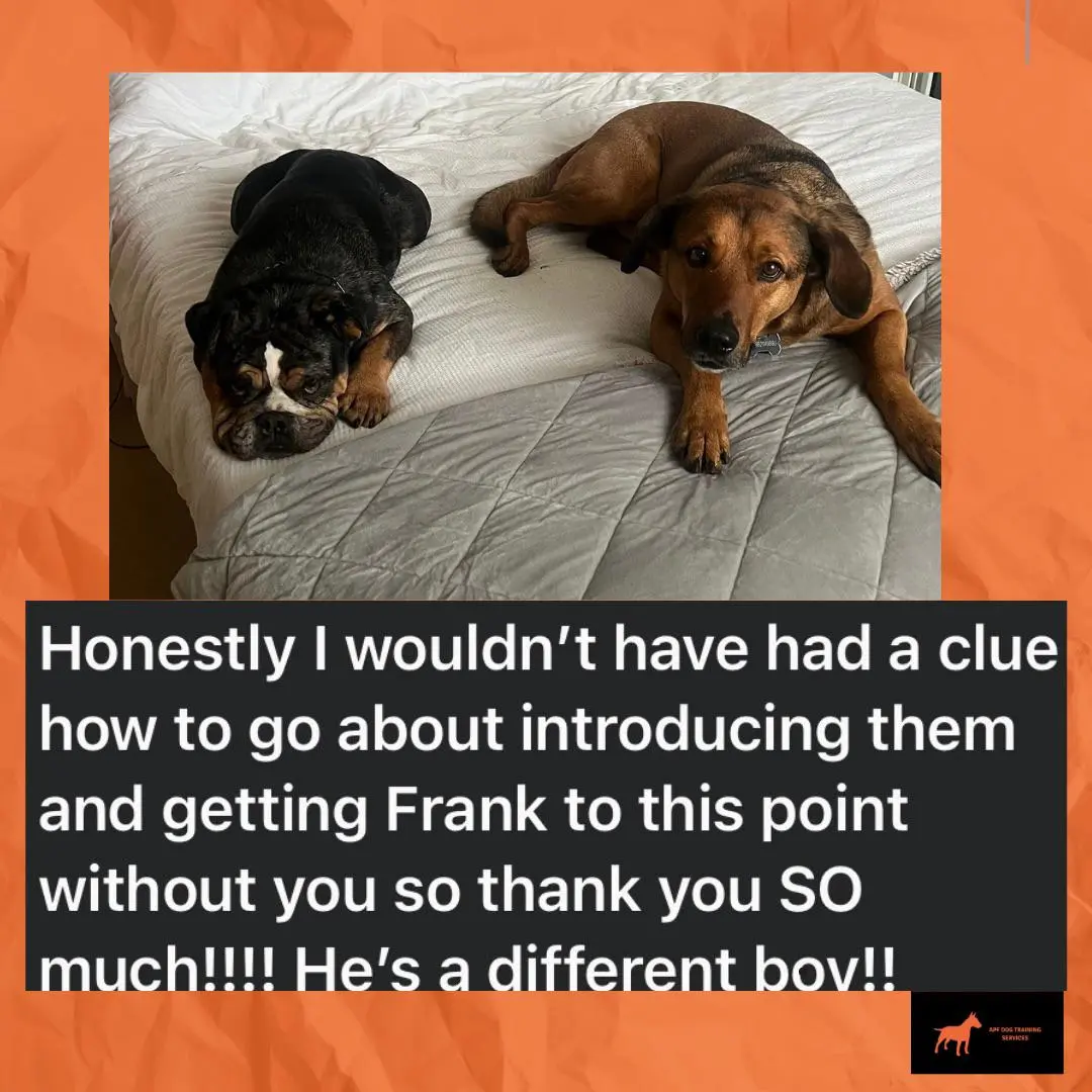 Frank - Successful Dog Introduction and Calm Behavior