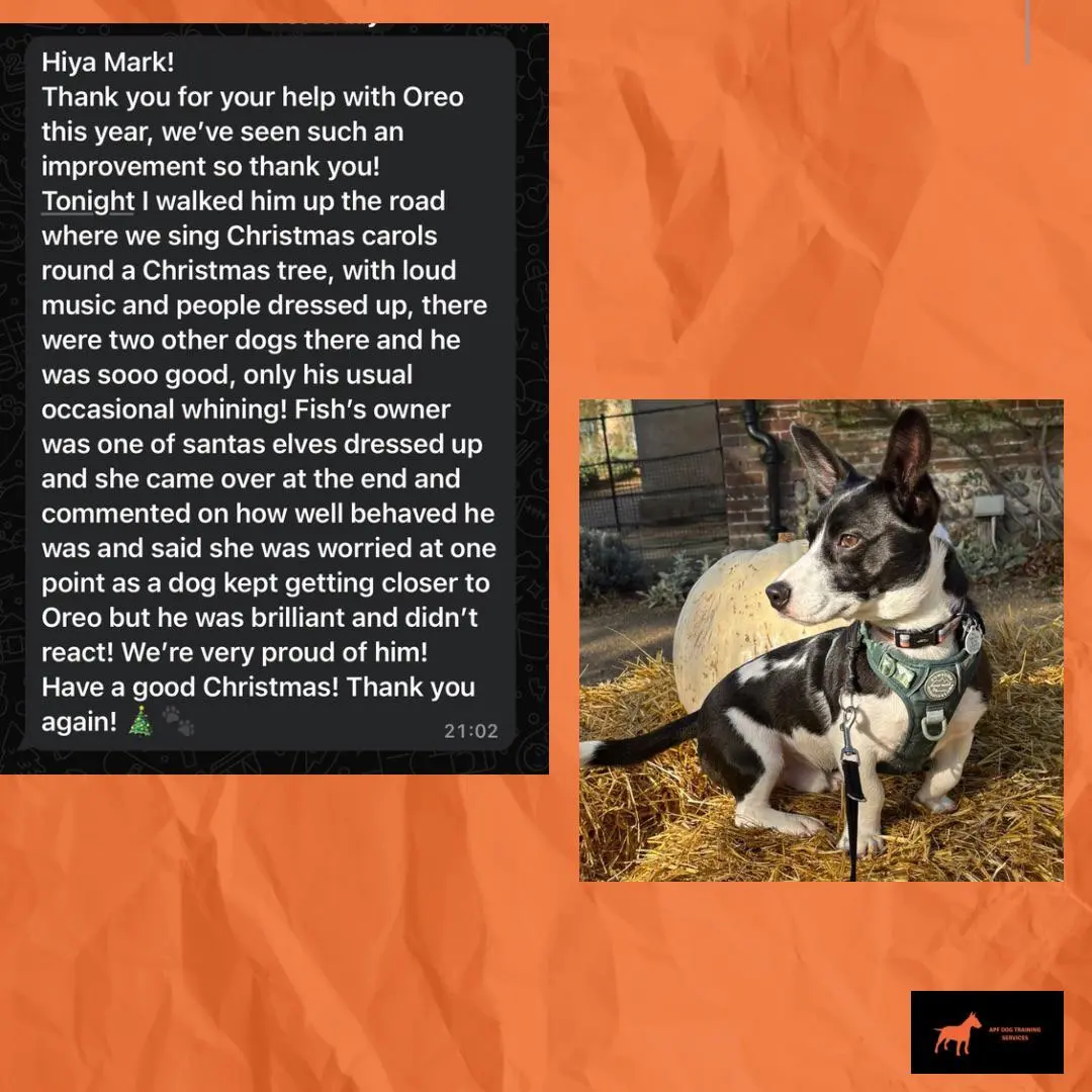 Oreo - Excellent Behavior in Distracting Environments