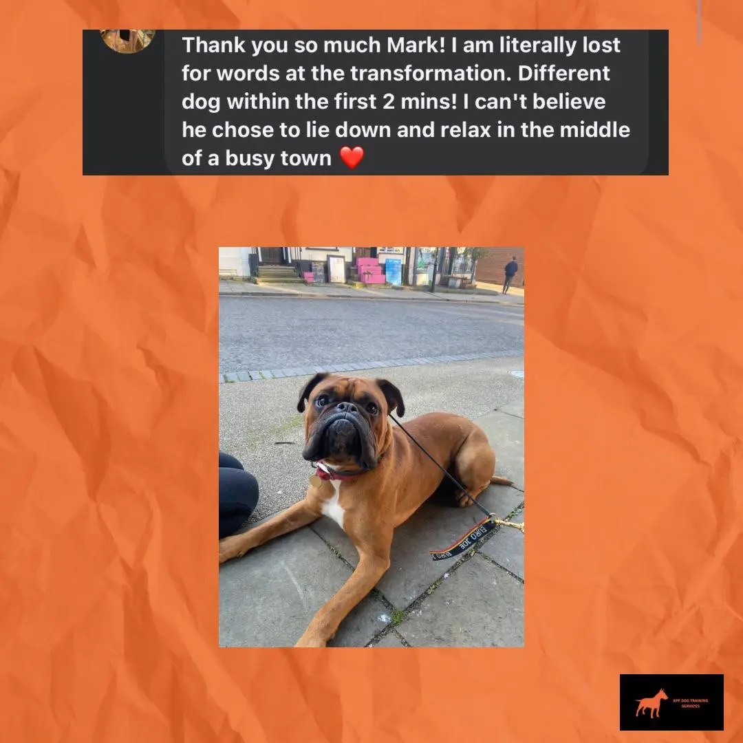 Busy Town Training - Amazing Transformation in 2 Minutes